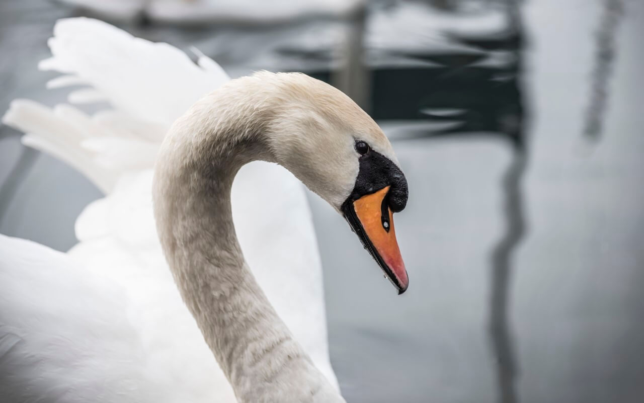 swan